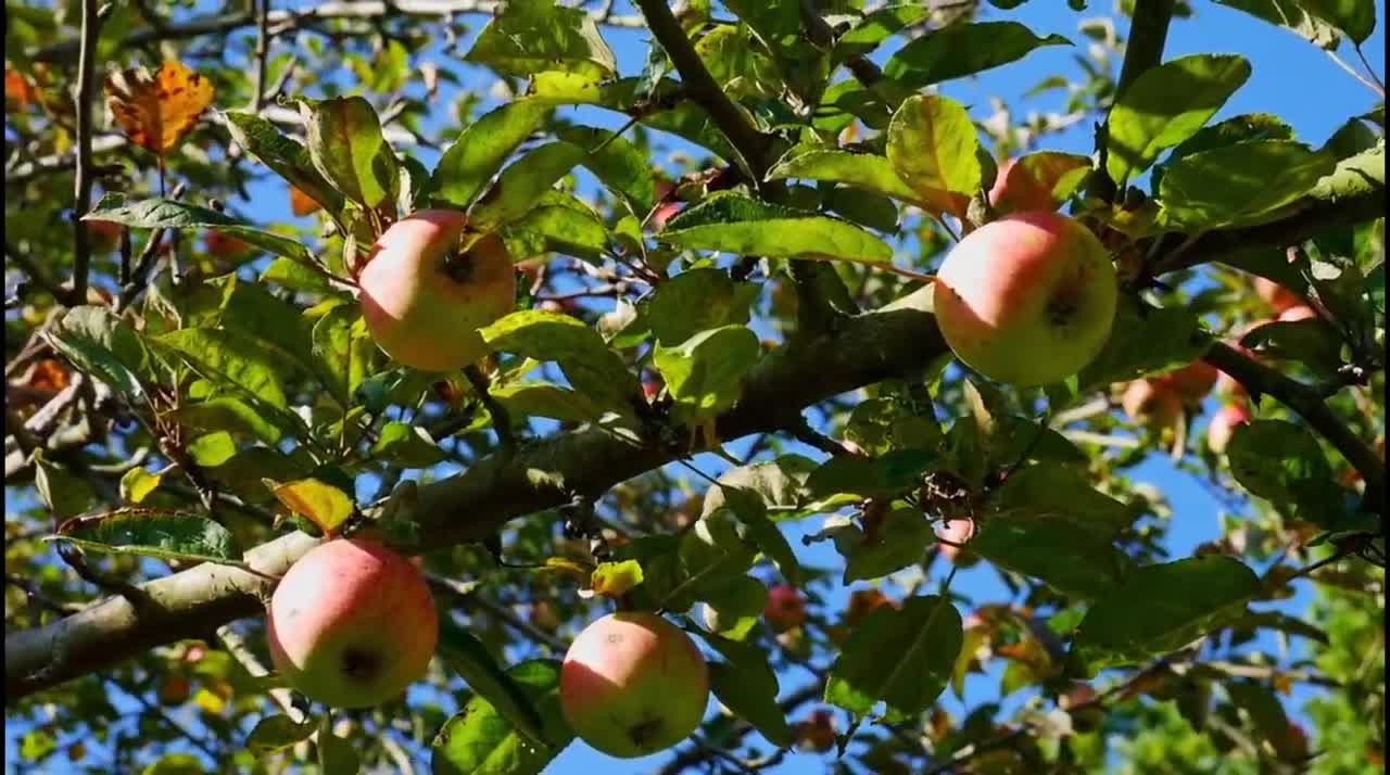 Beautiful US Apple Fruit Tree