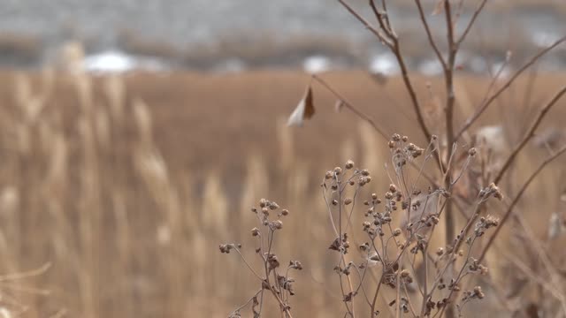 a swaying reed on a cold winter day 2