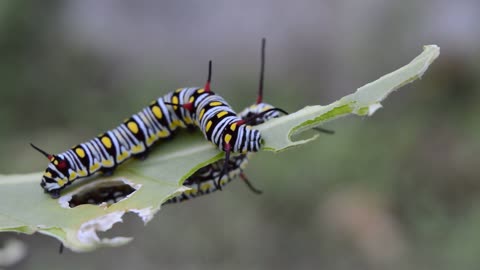 Watch this Caterpillar at a Close shot eating the leaf