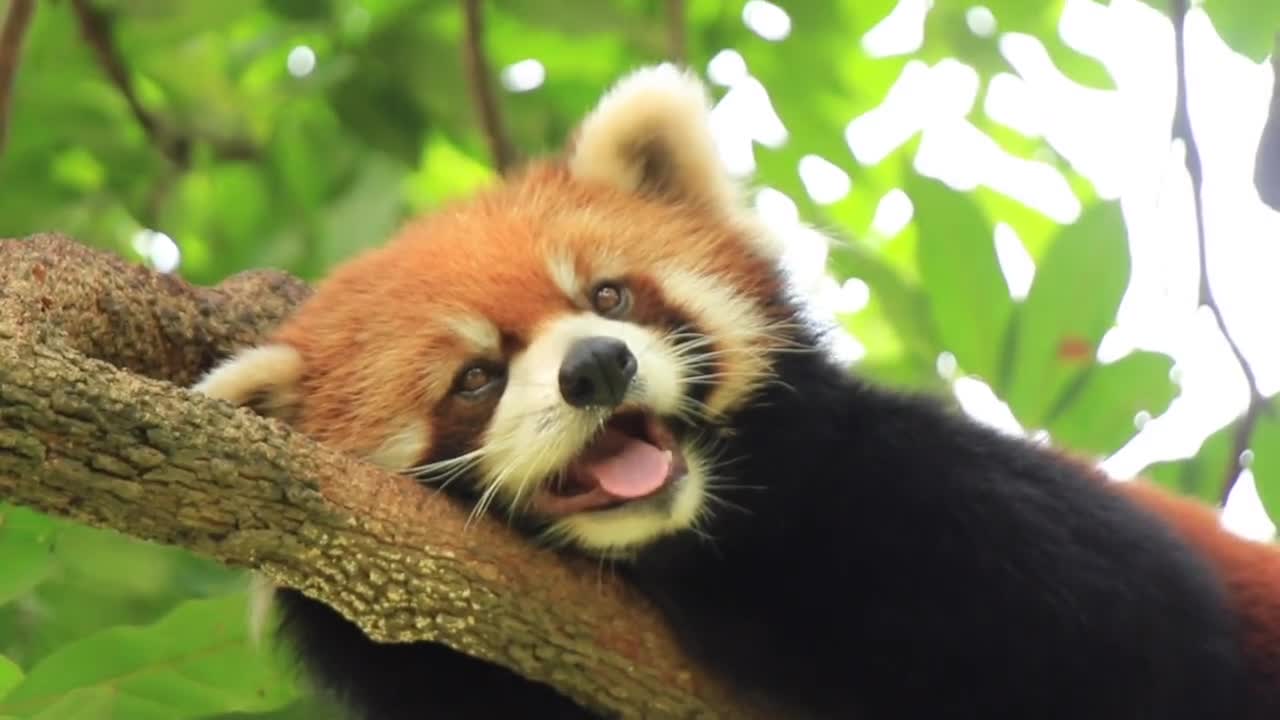 Red Panda