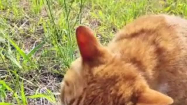 A cat eating grass