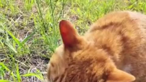 A cat eating grass