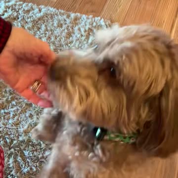 #MurphDocU: #largefamilies #petdogs & #HolidaySpirit go #handinhand