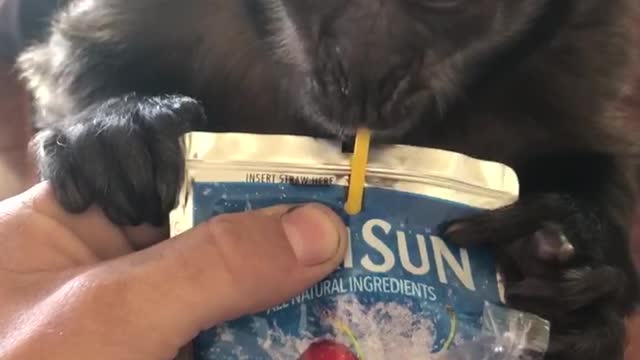 Hary the Monkey Loves Capri Suns