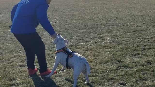 Playful, Flying pitbull