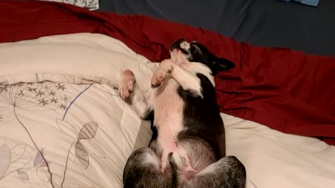 Dog takes over bed