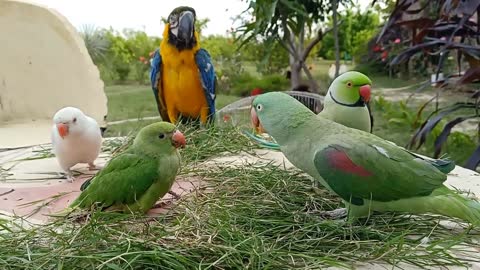Little baby parrots