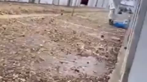 China - Quarantine internment camp, feeding time at the zoo