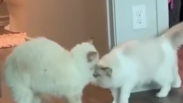Reaction cats animal amazing video 😍😍