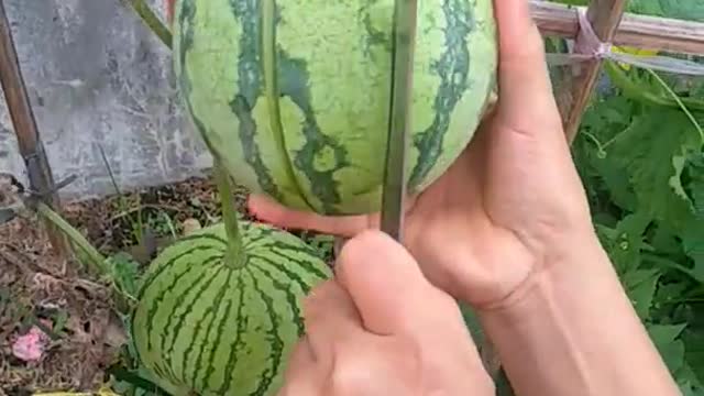 Fresh fruit watermelon harvest