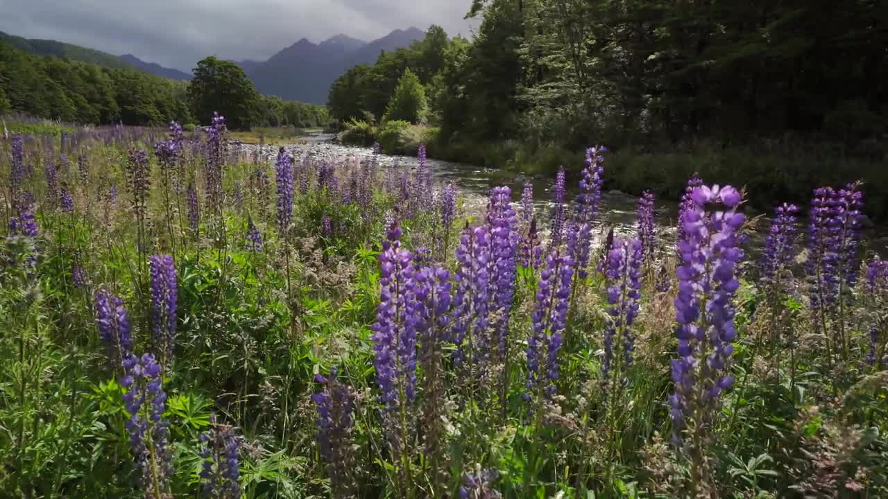 NEW ZEALAND WONDERS (No Music) 100% Pure Nature 4K UHD Ambient Documentary Film -1HR