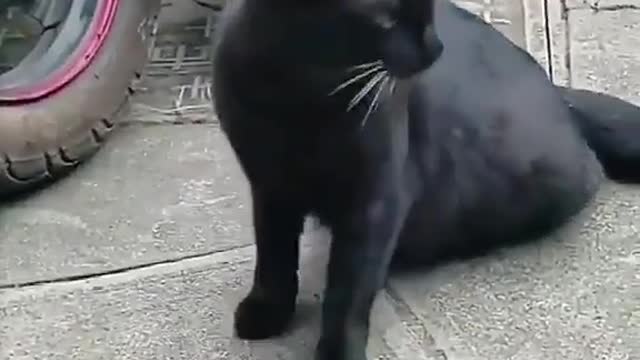 super funny cat-forbidden relationship