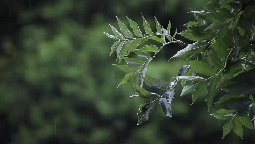 Rain Sound (no thunder), Light Rain for Sleep, Relaxing, Meditate