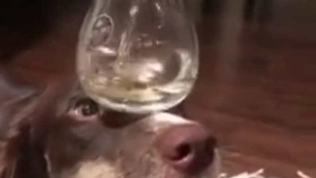 Funny Dogs from Tik Tok - Try not to laugh!