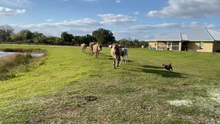 Calling the cows home