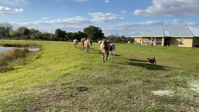 Calling the cows home