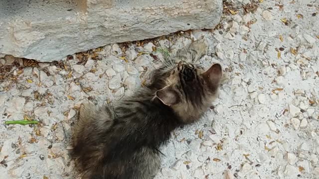 Kittens Joking funny fight