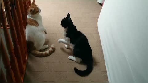 Cat Fight