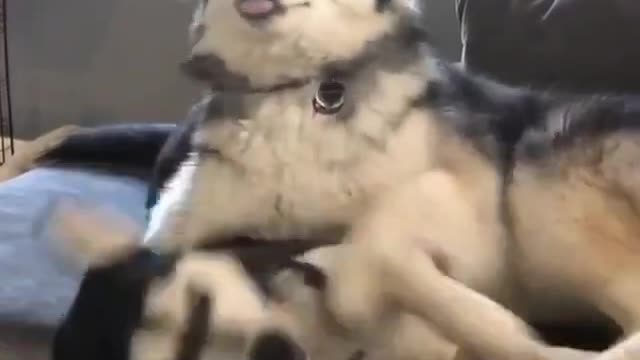 Two playful huskies had a good time playing right after breakfast