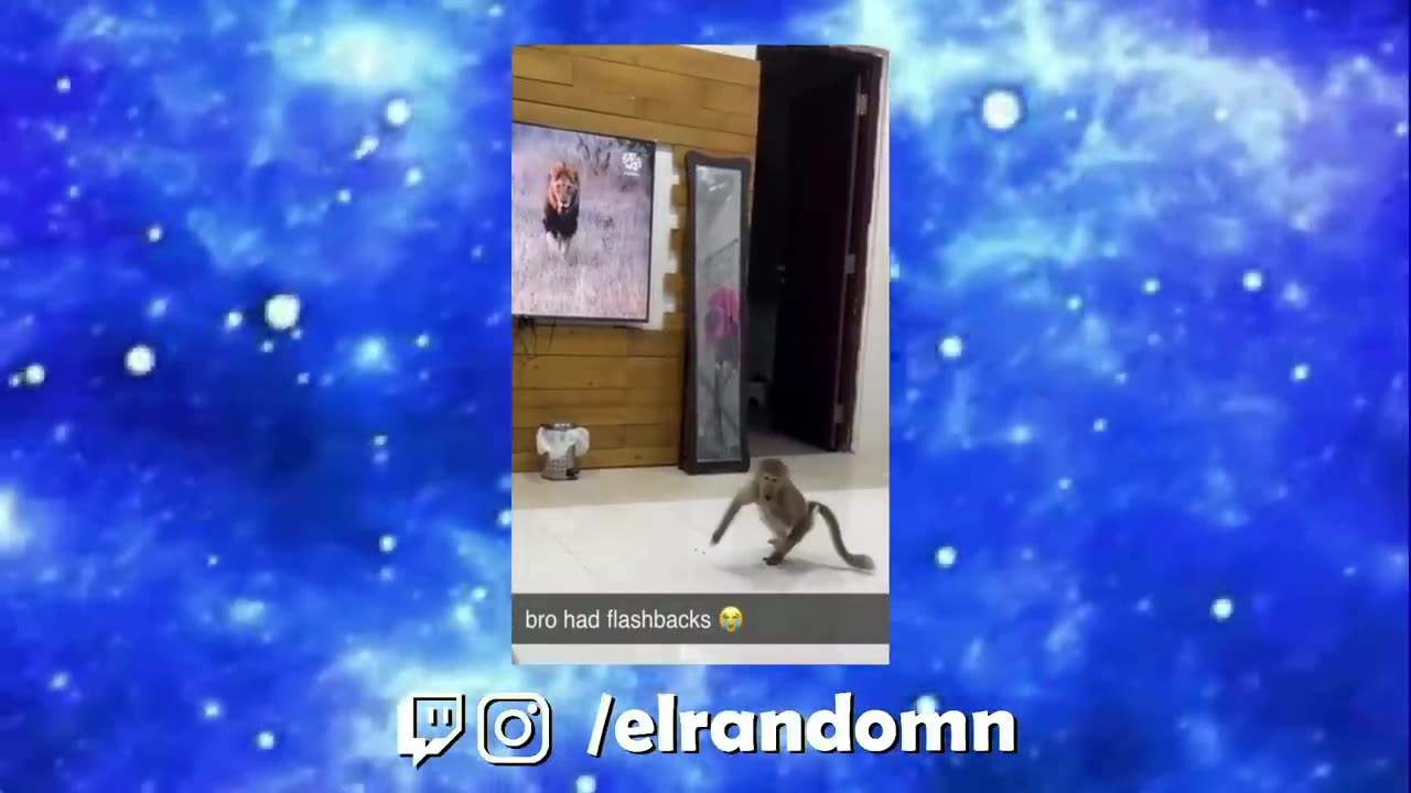 Memes