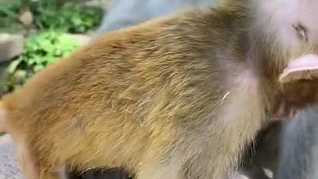 Monkey💗Cute And Funny Pets | Try Not To Laugh To These Pets Compilation #7💗 Cutest Lands