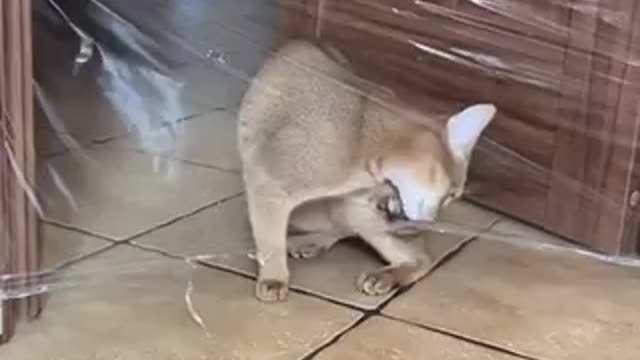 Cat and stretch