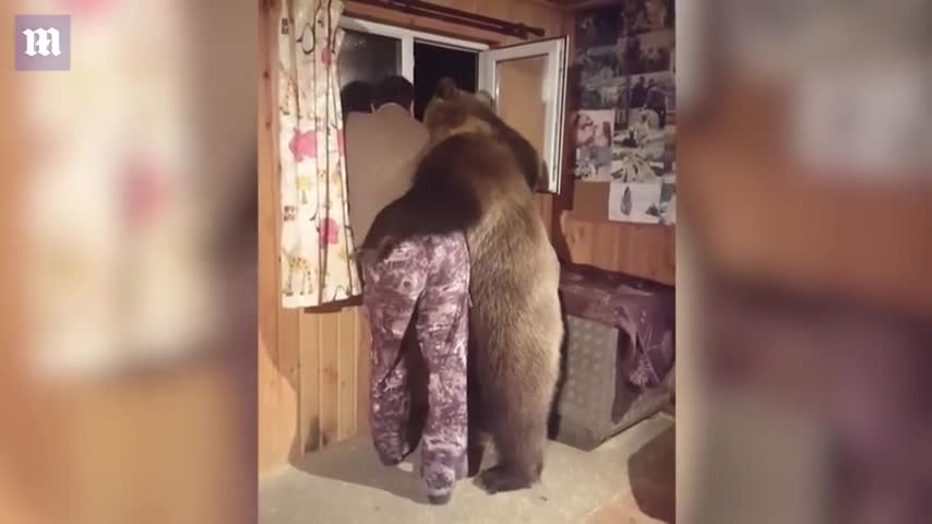 Domesticated bear gives his owner a lovely CUDDLE