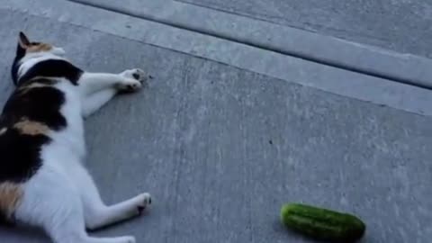 Frightened cats ... see how they behave