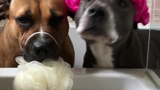 Pit bulls are definitely ready for bath time