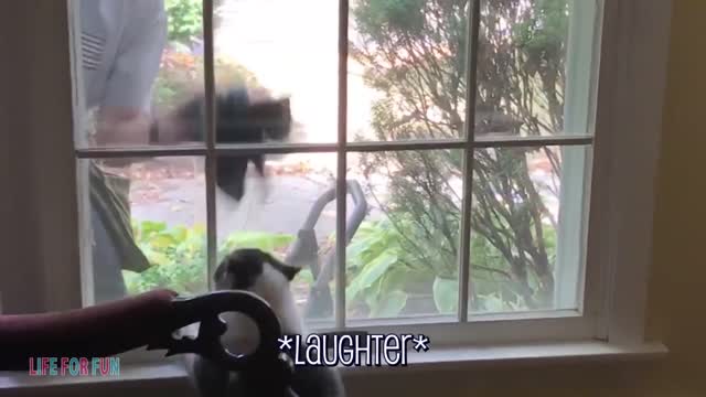 Funny videos about children and animals funny with cats and dogs Funny Baby Playing With