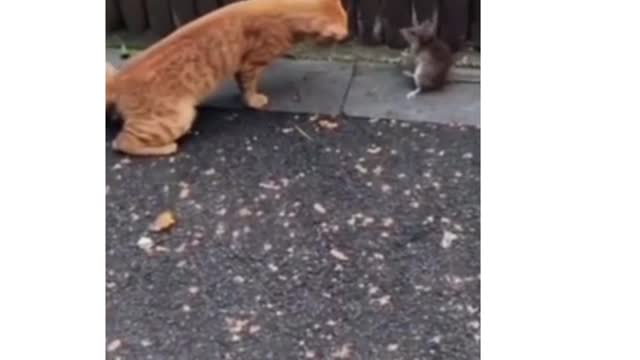 Cat and mice funny fighting video