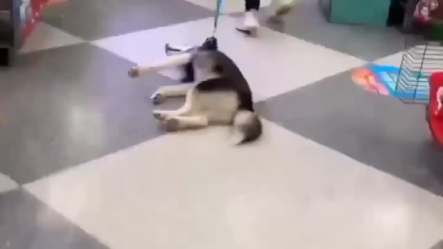 Husky dogs fun moods