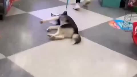 Husky dogs fun moods