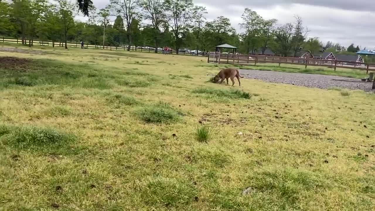 German Shepherd Attacks Pitbull [OFF LEASH DOG PARK] P1