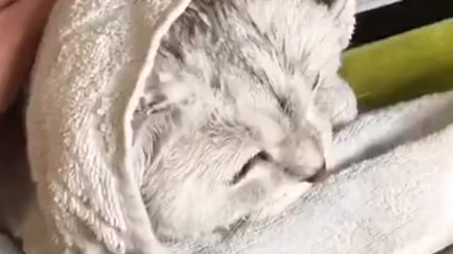Cute And Funny Pets in this 2021