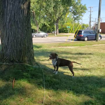 Dog thinks wind is an army of squirrels