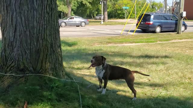 Dog thinks wind is an army of squirrels