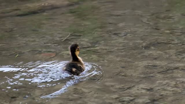 Duck Chicks Water