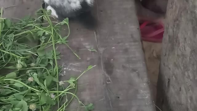 Rabbit funny video