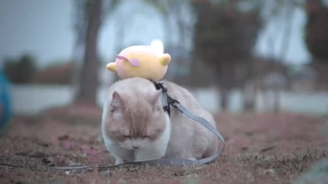 The cat is a creature, the reason why people are obsessed