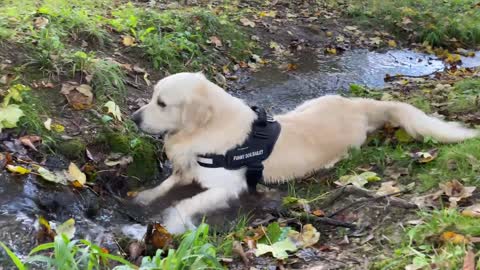 Golden Retriever and German Shepherd Puppy in the Forest for the First Time!