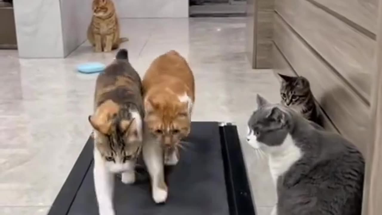 Funny Cat 😺😺🤣🤣 videos