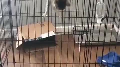 Kitten unstoppable