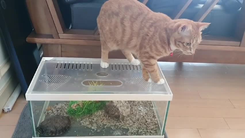 Turtle hunting