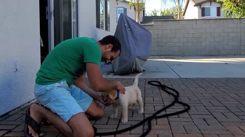 Puppy Learning and Executing Training Commands .