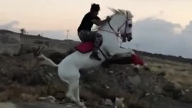 Horse video