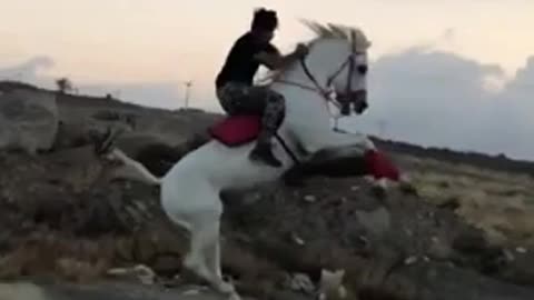 Horse video