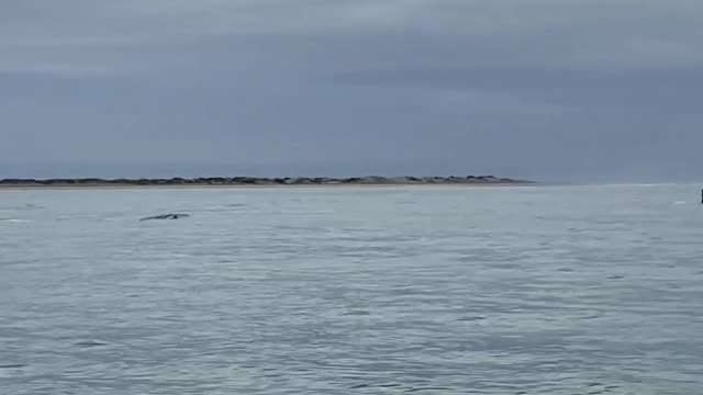 Enormous Friendly Whales Approach Boats