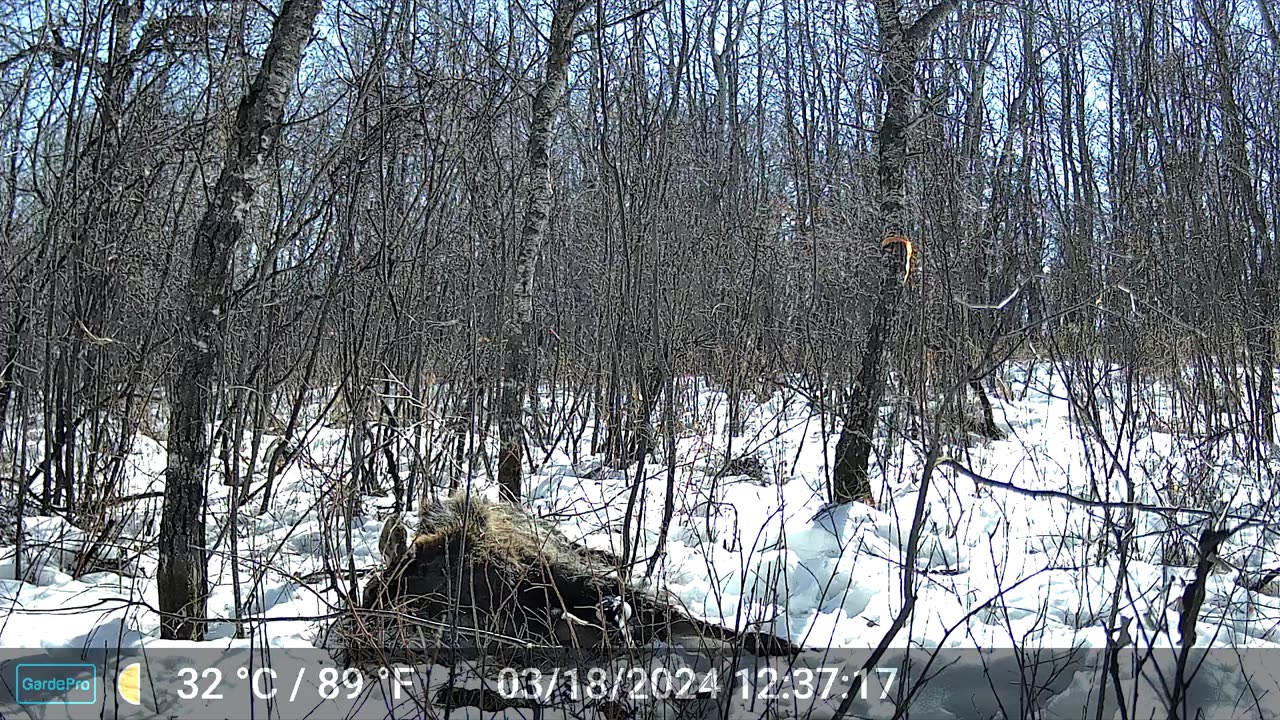 Marty Finds A Dead Moose