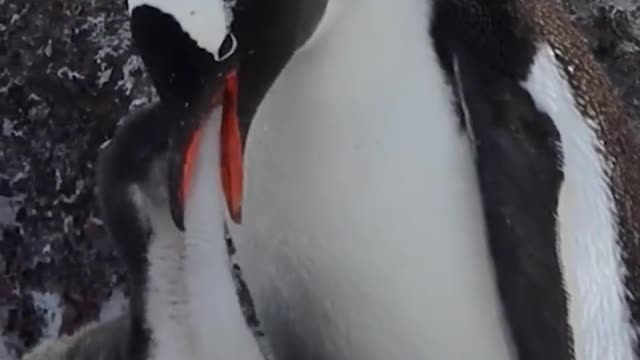 The wind is strong and the mother protects her chicks. Penguin babies are super cute